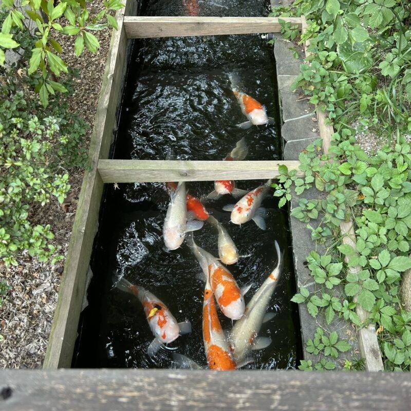 そば 蕎麦 蕎麦屋 そば屋 おすすめ soba 日刊水と蕎麦 soba-aqua メニュー群馬県高崎『蕎麦処つゆ下梅の花 本店』「山家(やまが) 一人前」「天ぷら 一人盛り」鯉