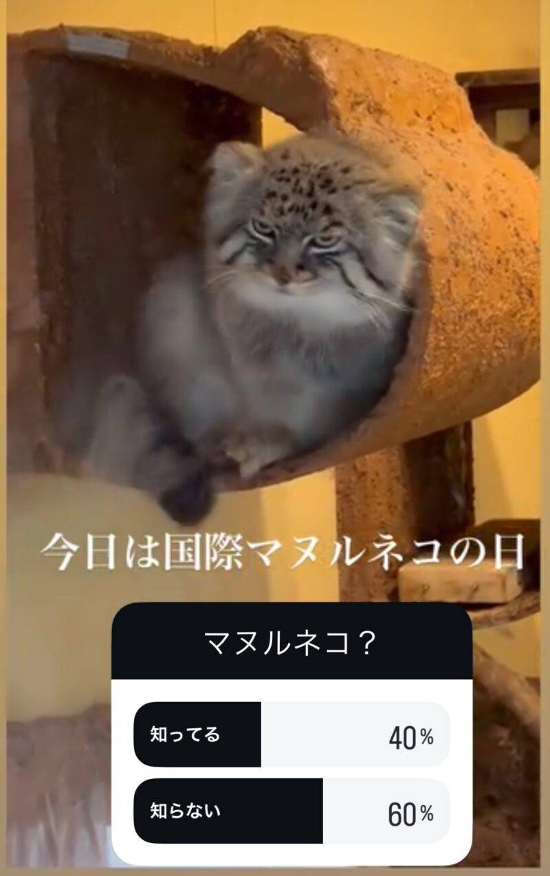 マヌルネコ写真